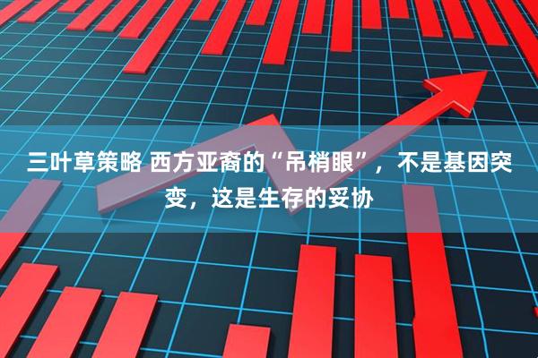 三叶草策略 西方亚裔的“吊梢眼”，不是基因突变，这是生存的妥协